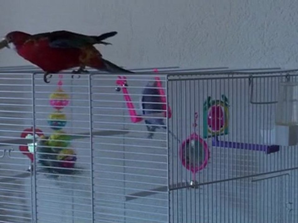 elle est  vraiment têtue