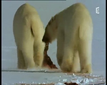 ours des terres arctiques (2)