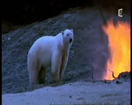 ours des terres arctiques (3 et fin)
