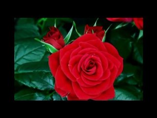 Güllerin En Güzeline.. Daima Gülsün diye!