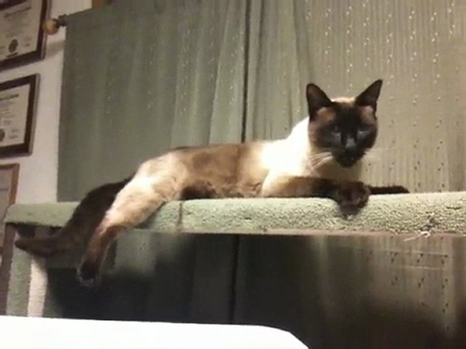 Tail chasing