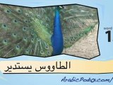 Learn Arabic - Learn with Arabic Bird Videos