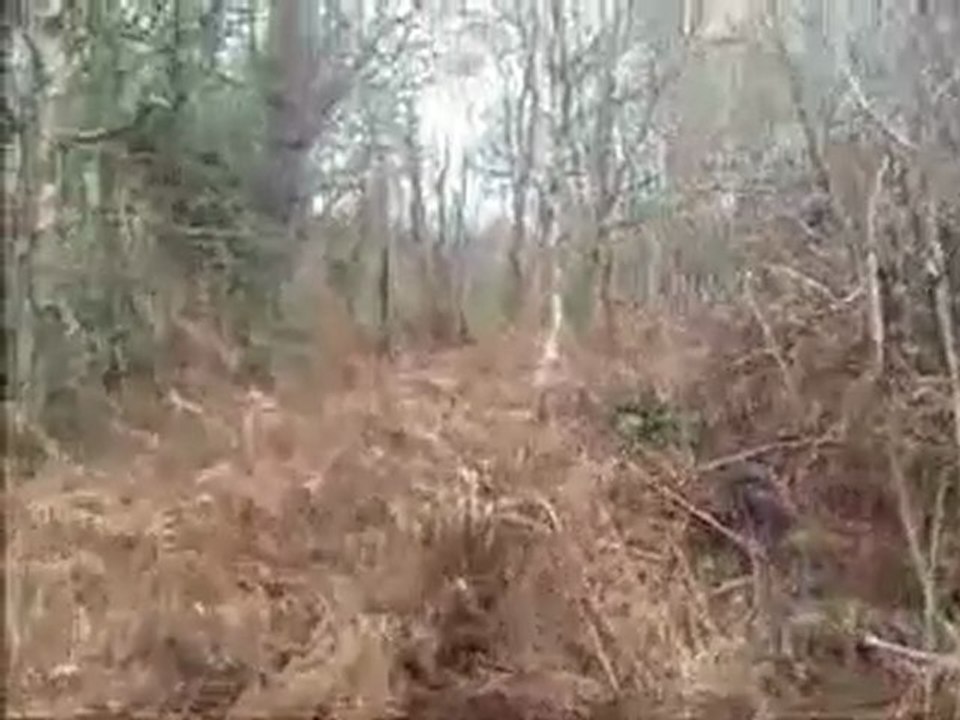 becasse au vol