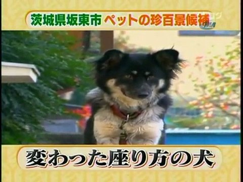 İzleyenleri Gülmekten Kırıp Geçen Köpek