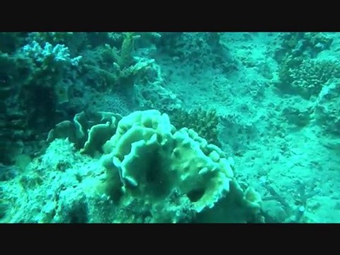 Rencontre avec les tortues