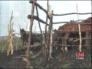 KABARTAYLAR-atların göçü...4
