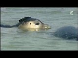 les phoques en  baie de Somme