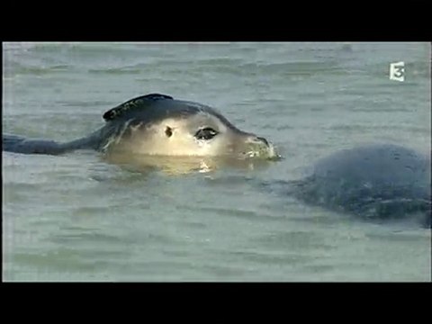 les phoques en baie de Somme