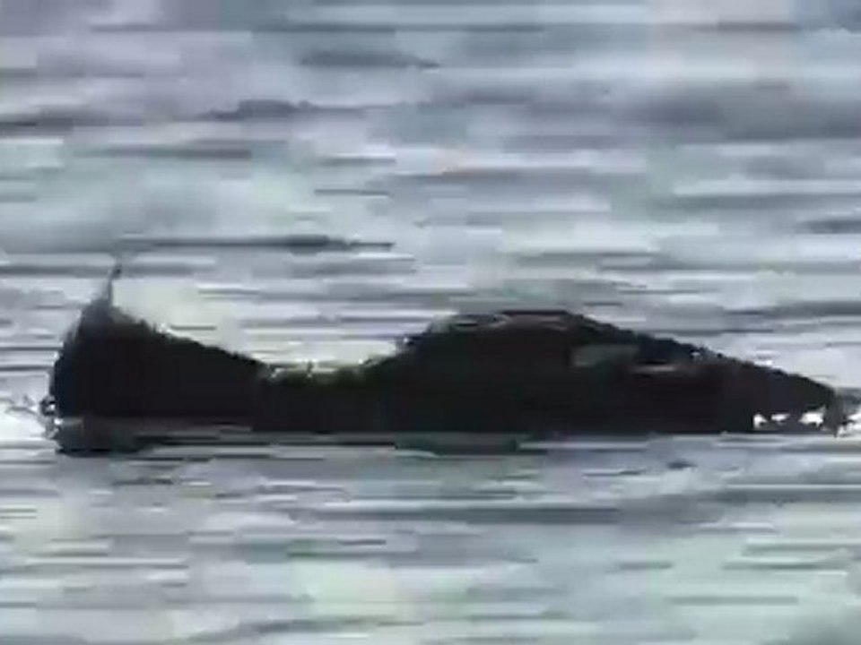 Mergus serrator