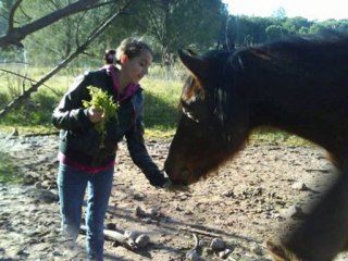 Montage Stephanie Chevaux