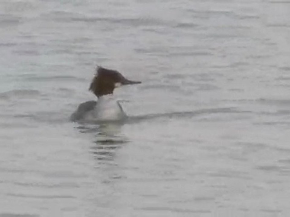 Mergus merganser