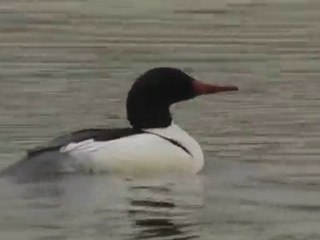 Mergus merganser