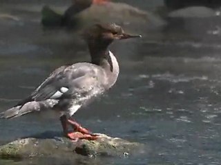 Mergus merganser