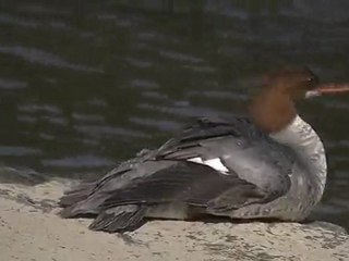 Mergus merganser