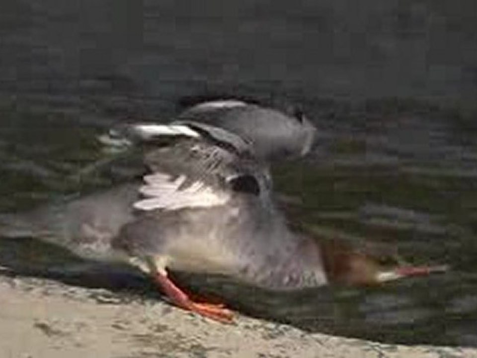 Mergus merganser