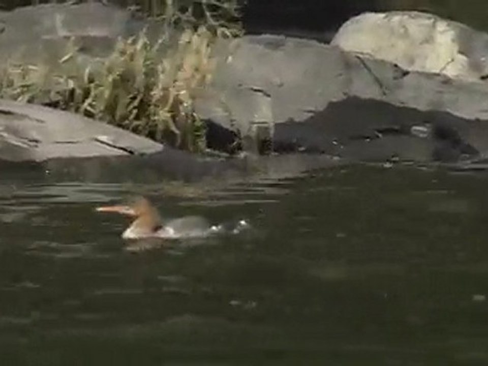 Mergus merganser