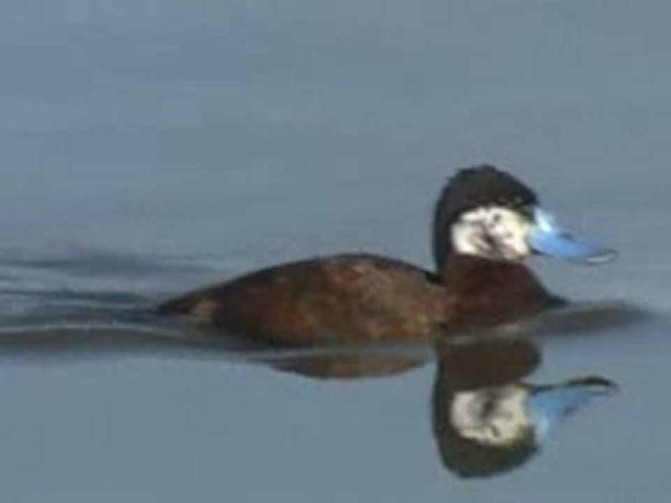 Oxyura jamaicensis