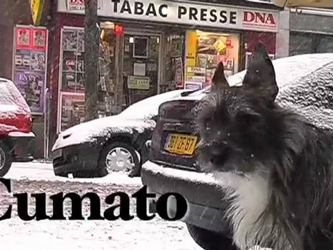 Combat de chiens sous la neige