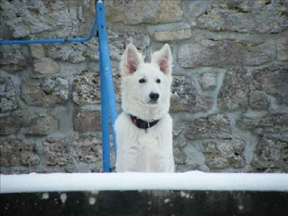 La vie de mon loup