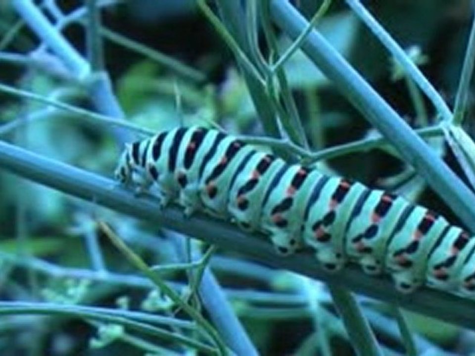 MACHAON