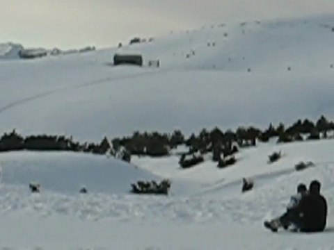 Plateau de Beille : chiens de traineau