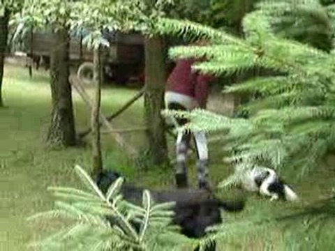 Mon cavalier King Charles en agility (en cross) ^^