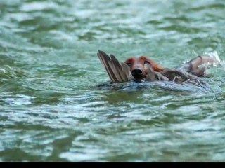 W.A.  TRAVAIL RAPPORT AU GIBIER D'EAU