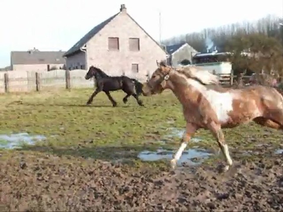 Hidalgo, nikita et l ane