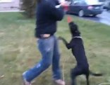 pit bull attack while playing