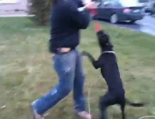 pit bull attack while playing