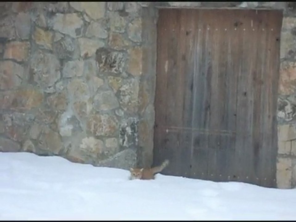 boulette decouvre la neige