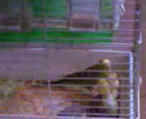 fırat sulu üretım hane.. erkek muhabbet ve üç yavrusu