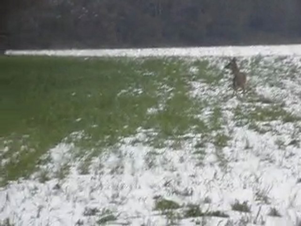 chevreuil qui se promène seul le long d'un champs