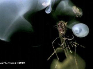 Moustique détruit par laser