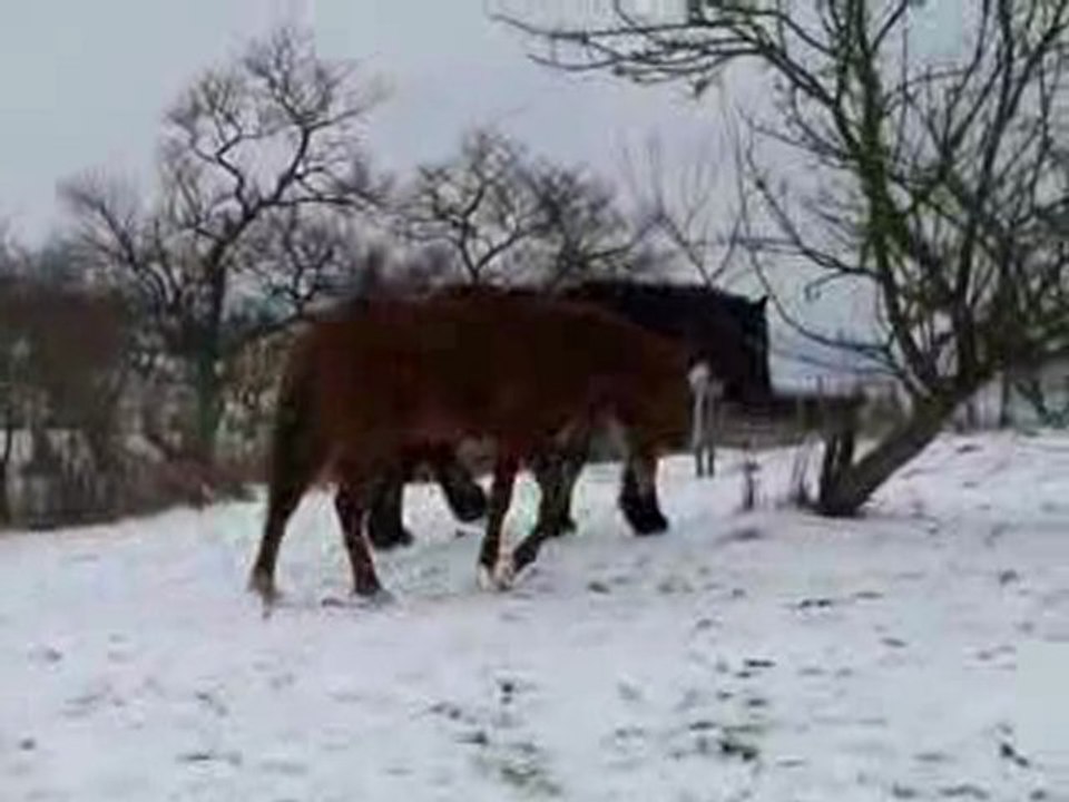 Les gros à la neige4