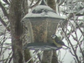 Les oiseaux aux mangeoire en Haute-Loire