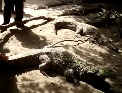 Bahattin Çağdaş-GAMBİA-TİMSAHLAR