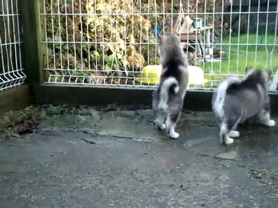 chiots le17 decembre 2009 (suite)