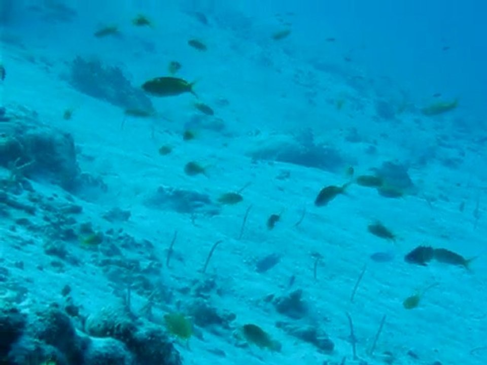 Heterocongres_Maldives 2010