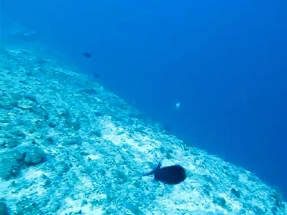 Requin Gris_Maldives 2010