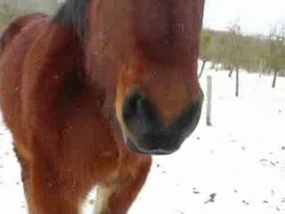 les gros à la neige 1