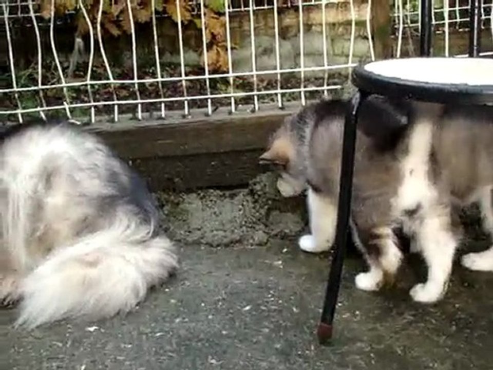 chiots le17 decembre