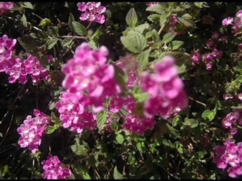 FLORES EM SETEMBRO