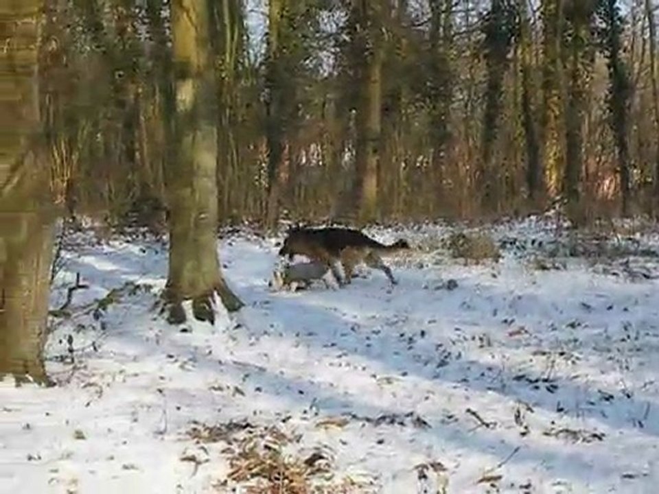 vidéo de DARK adopté dans sa nouvelle vie