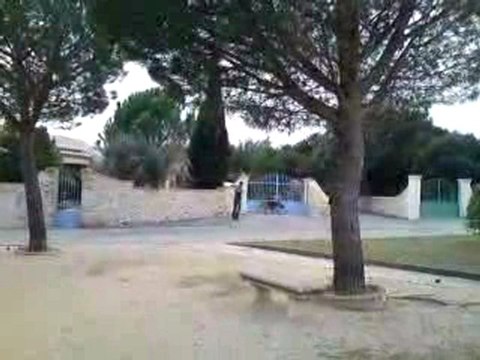 DUC Chien de Saint Hubert à l'entraînement avec Fred