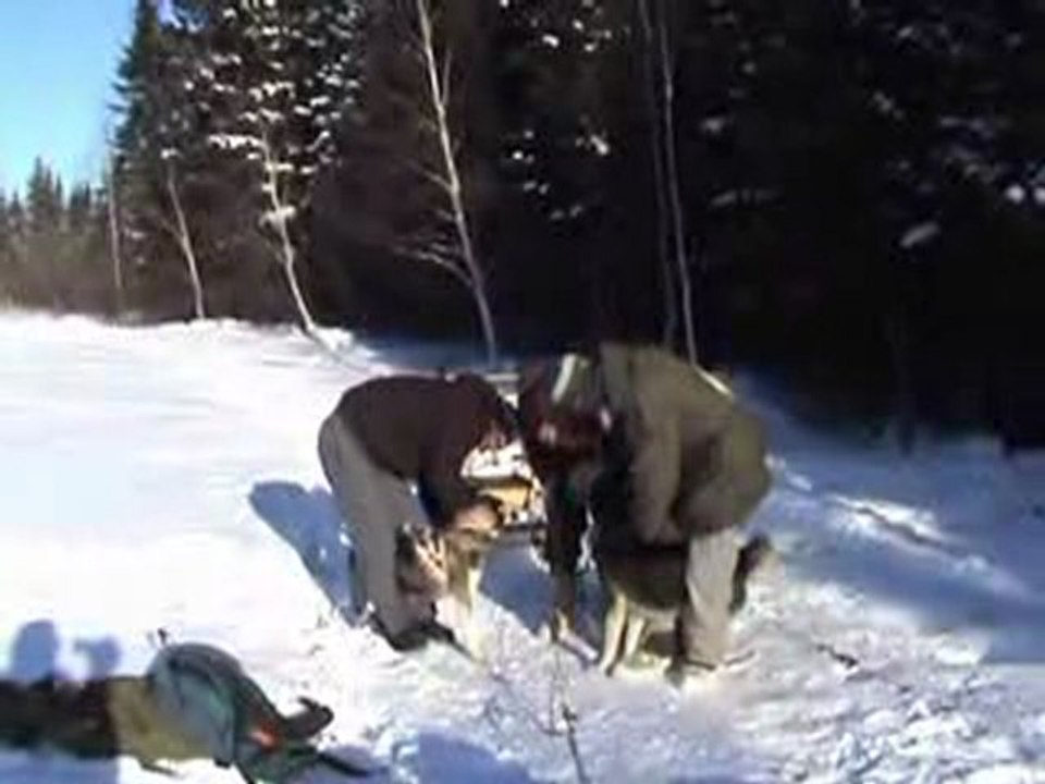 Chiens de traineaux 2