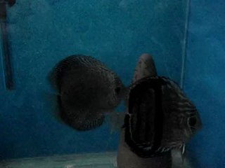 Nhamunda Henkel cross & Snake Skin F1 yavruları