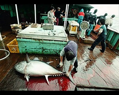 Pour un moratoire sur le thon rouge, Greenpeace Grenoble