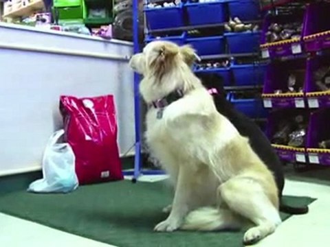 Subaru: с таким авто даже пес может жить по-человечески (часть 2)