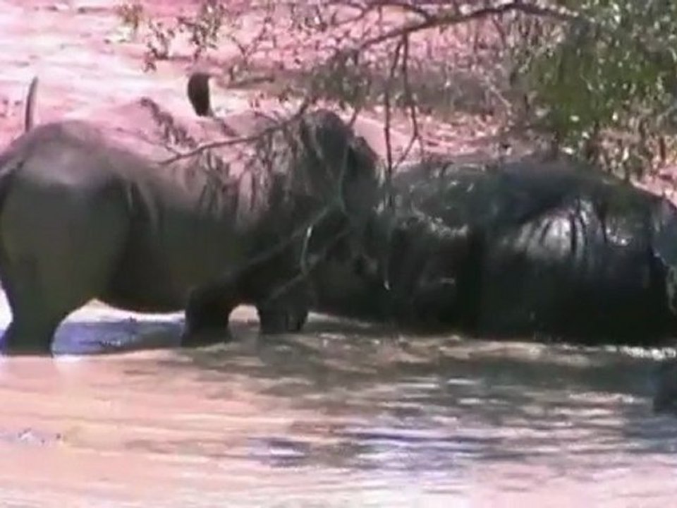 Afrique du Sud 9/10